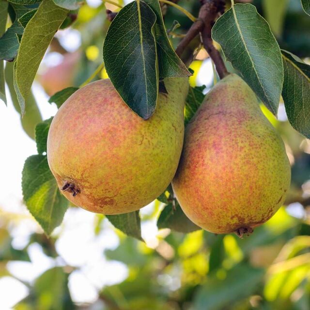 anima-nera-parfum-u32-essenza-30-percento-ispirato-a-amouage-guidance-100-ml