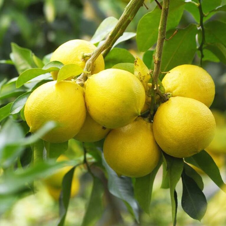 anima nera parfum u31 - essenza 30% - ispirato a rose musk montale 100 ml