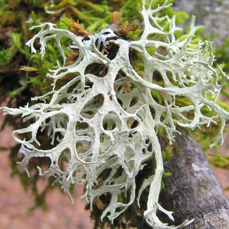 anima nera parfum u31 - essence 30% - inspired by rose musk montale 100 ml