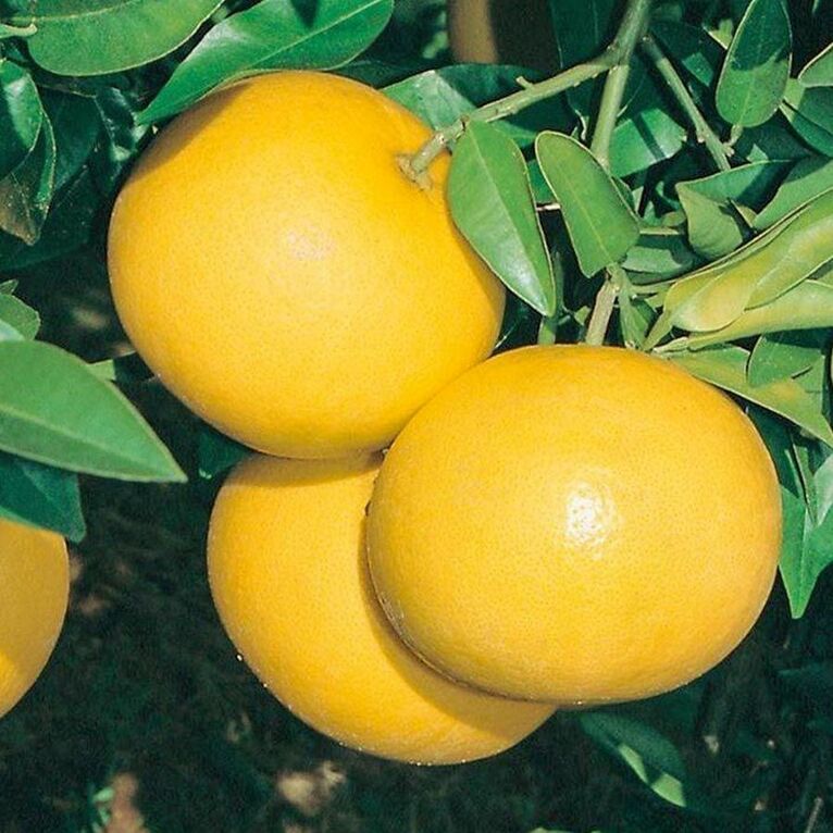 anima nera parfum u16 - essenza 30% - ispirato a mandarino di amalfi (tom ford) 15 ml