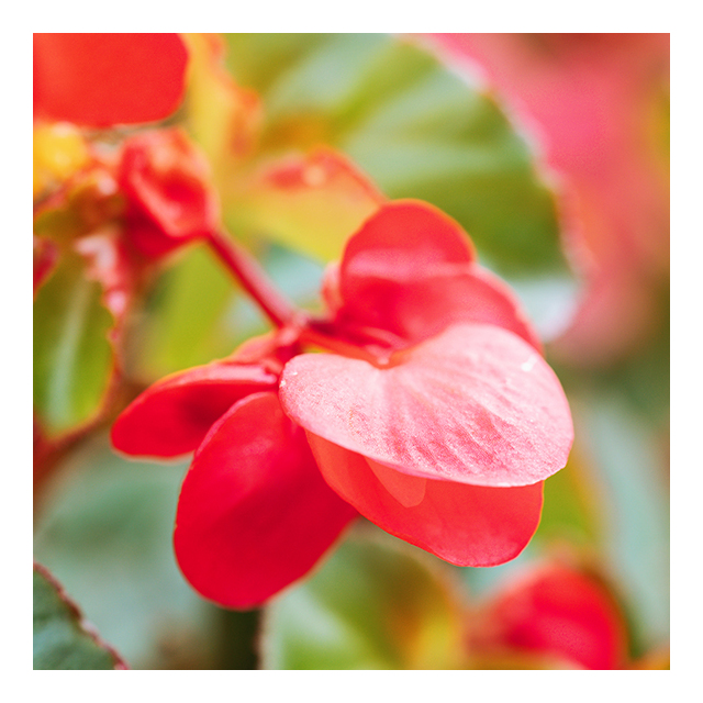 anima-nera-parfum-u30-inspired-by-arabians-tonka-100-ml