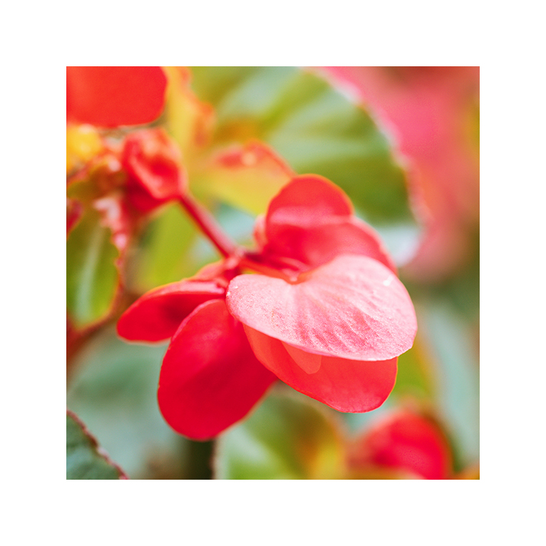 anima nera parfum u30 - essenza 30% - ispirato a arabians tonka 100 ml